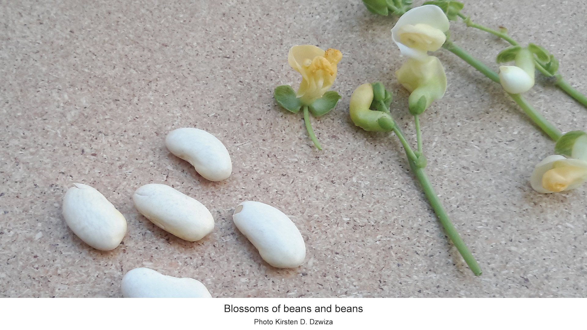 S-PMagLL_experimental-setup-day-1-2022-08-19_bean-blossoms-beans